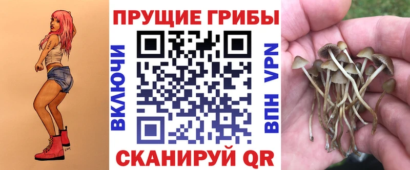 МЕГА ссылки  Шилка  Псилоцибиновые грибы мицелий 